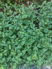 Persicaria filiformis