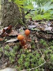 Calostoma cinnabarinum