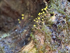 Physarum viride