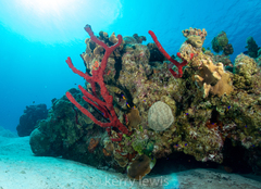 Amphimedon compressa