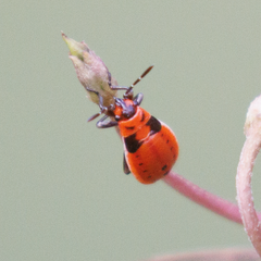 Lygaeus kalmii