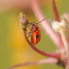 Lygaeus kalmii