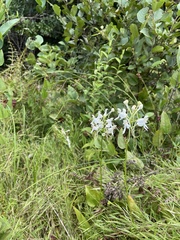 Platanthera integrilabia