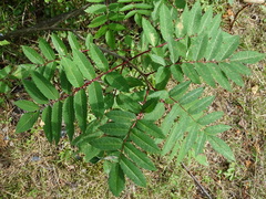 Sorbus decora