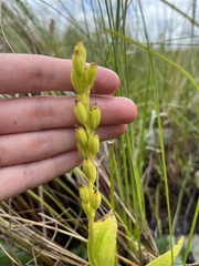 Liparis loeselii