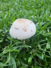 Chlorophyllum molybdites