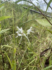 Platanthera integrilabia