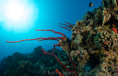 Amphimedon compressa