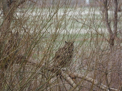Bubo bubo hispanus