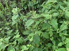 Achyranthes japonica