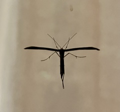 Pterophorinae