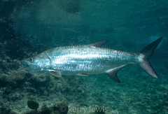 Megalops atlanticus