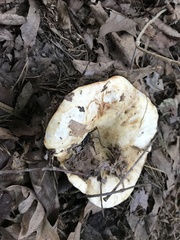 Lactarius maculatipes