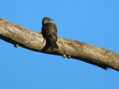 Contopus