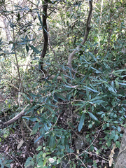 Atractocarpus chartaceus