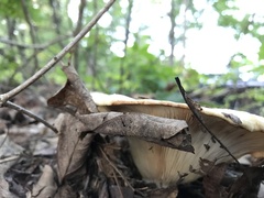 Lactarius maculatipes