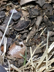 Tenuirostritermes