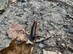 Apheloriini