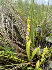 Liparis loeselii