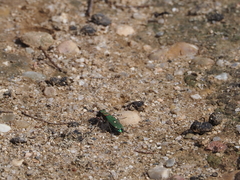 Cicindela campestris