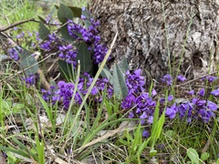 Hardenbergia violacea
