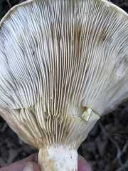 Lactarius maculatipes