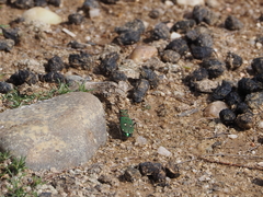 Cicindela campestris
