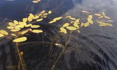 Potamogeton natans