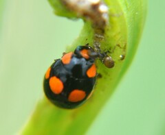 Brachiacantha ursina