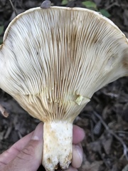 Lactarius maculatipes