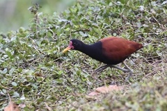 Jacana jacana