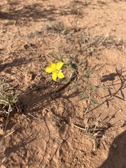 Talinum polygaloides