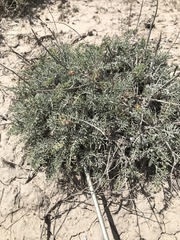 Hymenopappus filifolius
