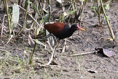 Jacana jacana