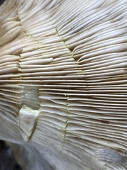 Lactarius maculatipes