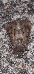 Luperina testacea