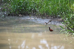 Jacana jacana