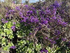 Hardenbergia violacea