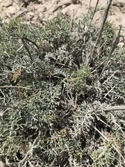 Hymenopappus filifolius
