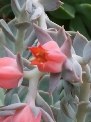 Echeveria runyonii