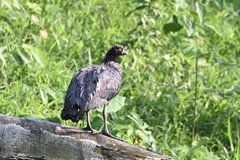 Anhima cornuta