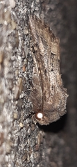 Luperina testacea