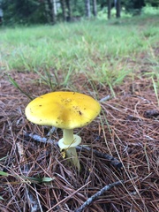 Amanita flavoconia