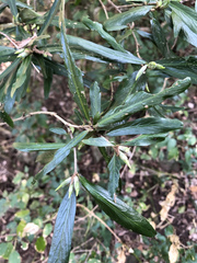 Atractocarpus chartaceus