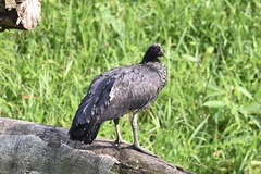 Anhima cornuta