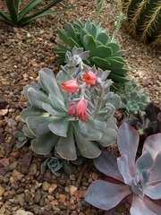 Echeveria runyonii