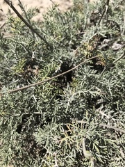 Hymenopappus filifolius