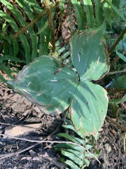 Trillium ovatum