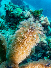 Octocorallia