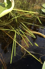 Sparganium angustifolium